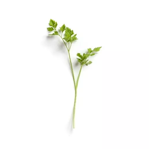 cilantro